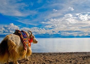 tibet honeymoon package